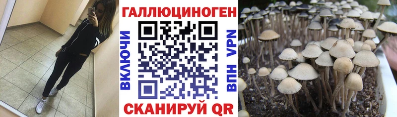 наркошоп  Пустошка  Галлюциногенные грибы Psilocybe 
